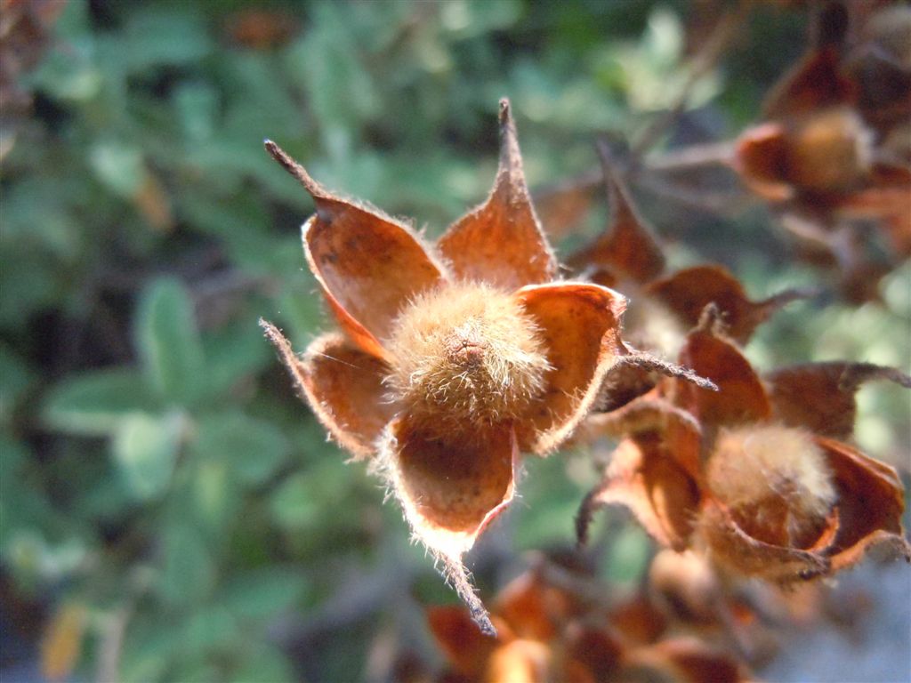 Cistus creticus / Cisto di Creta